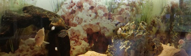 Fisch